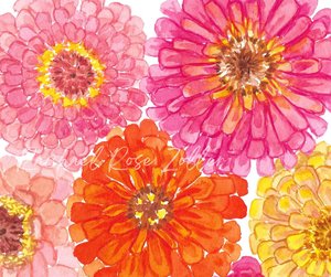 Watercolor Peachy Pink Zinnias 8x10" Original Painting