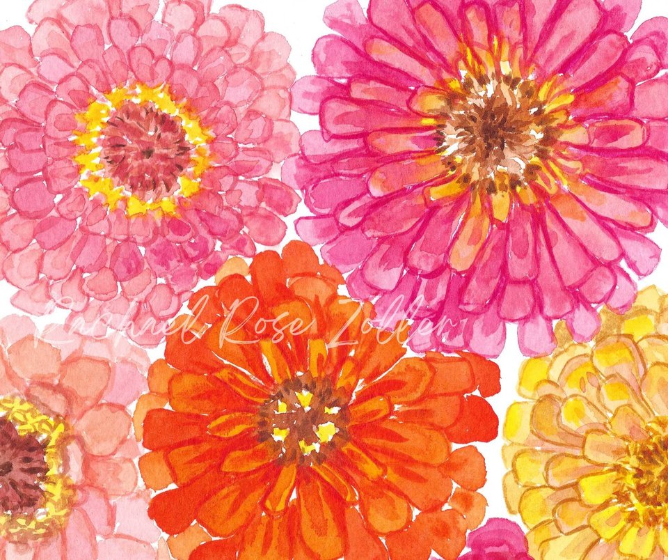 Watercolor Peachy Pink Zinnias 8x10" Original Painting