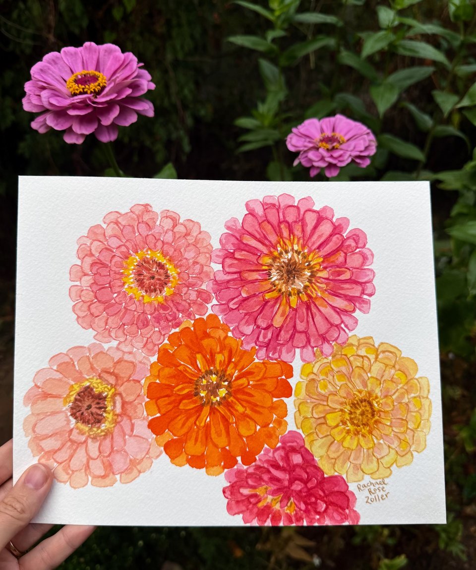 Watercolor Peachy Pink Zinnias 8x10" Original Painting