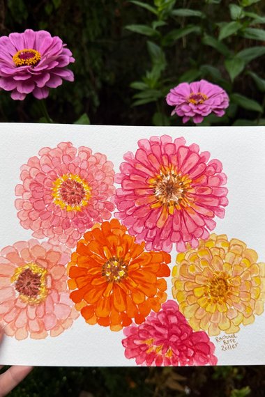 Watercolor Peachy Pink Zinnias 8x10" Original Painting